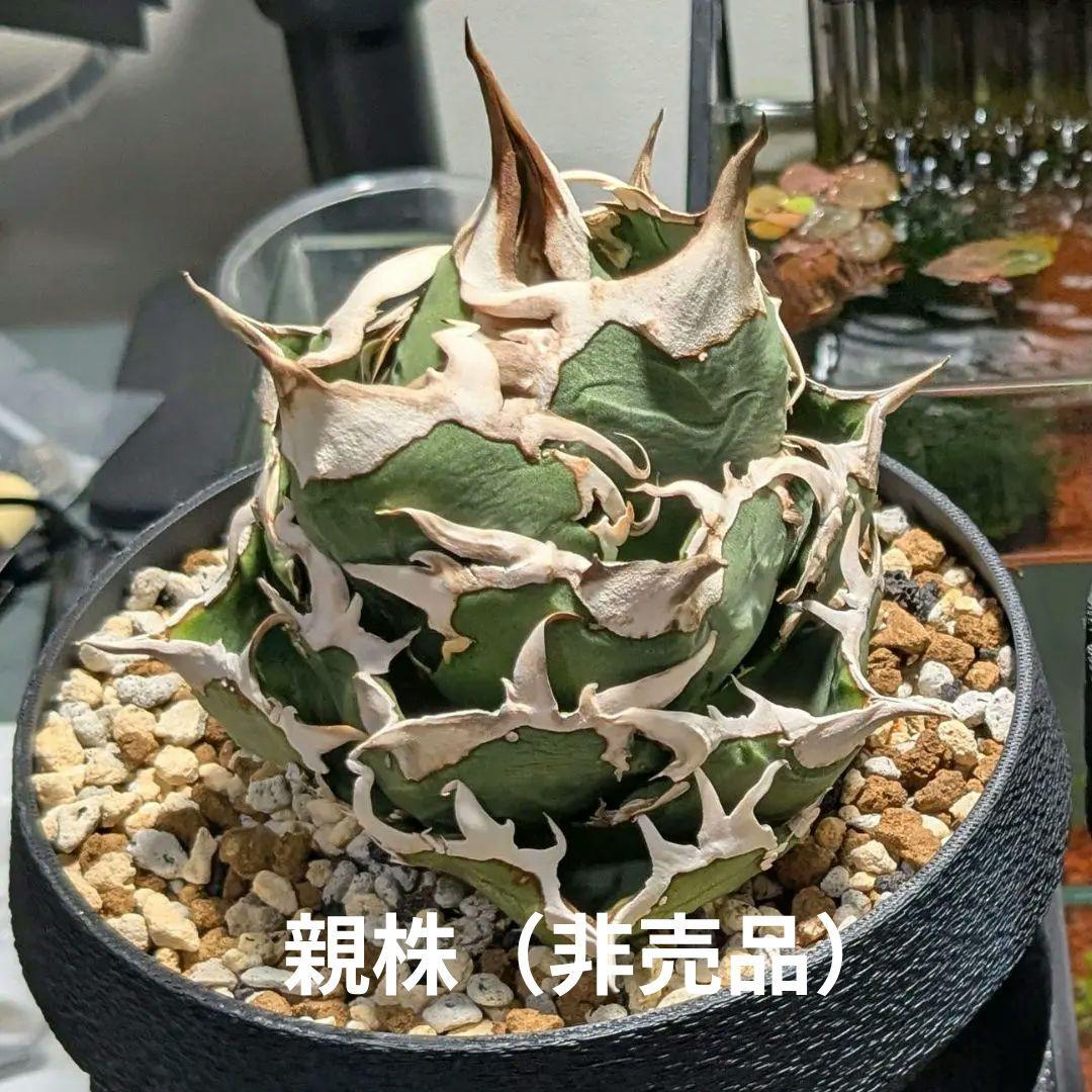 子株 アガベ COK01｜丸葉・低重心系の美形株（抜き苗）