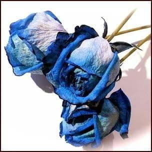 青いバラ 大輪 ドライフラワーの花束 ♬