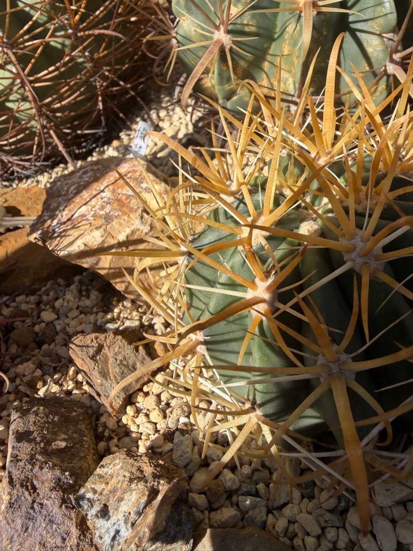 フェロカクタス金冠竜◇黄刺ドライガーデン多肉サボテン　アガベ ハオルチア　アロエ