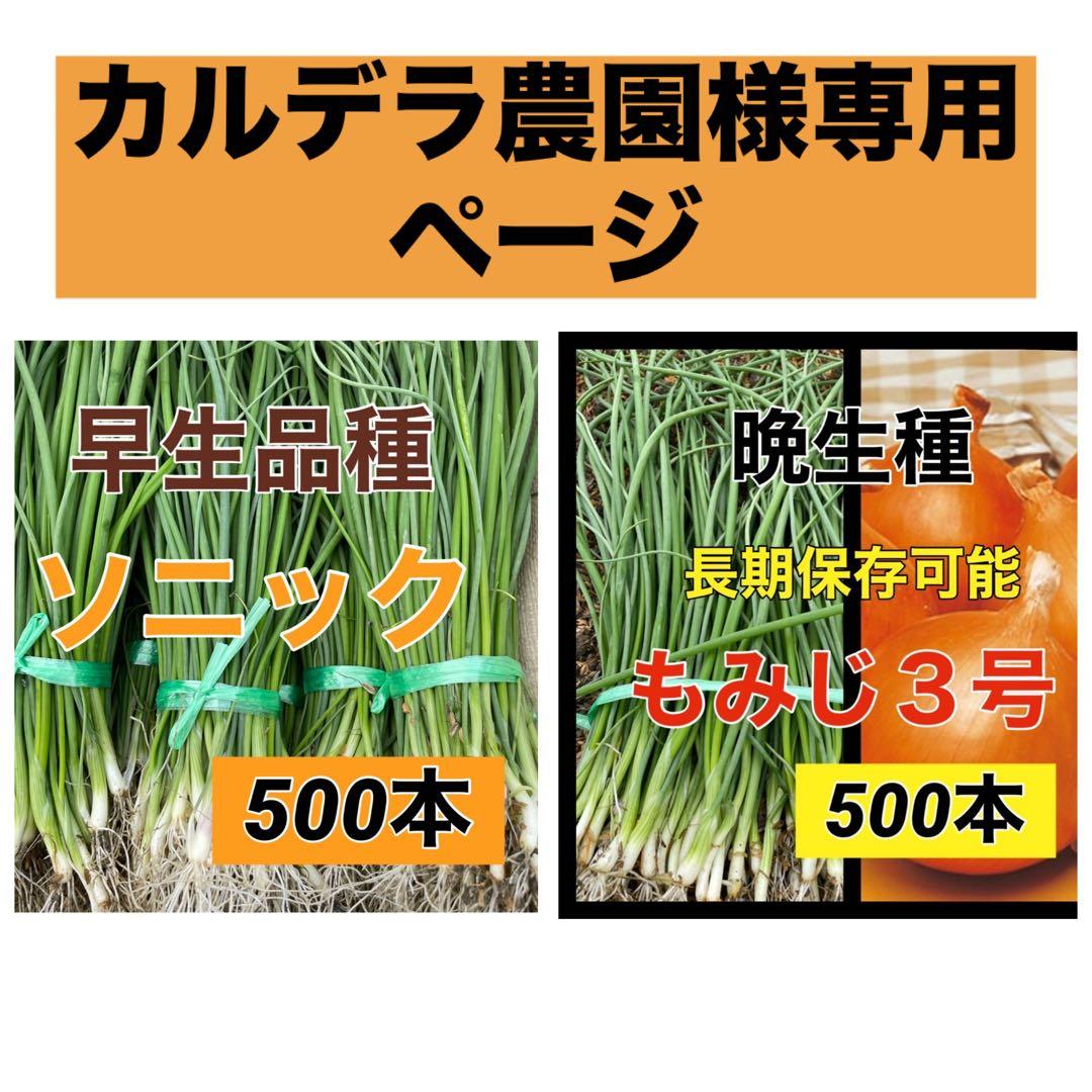 カルデラ農園ページ‼️玉ねぎ苗‼️ソニック500本➕もみじ500本