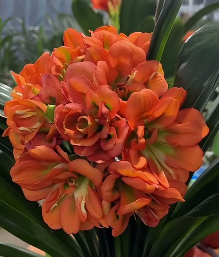 八重咲き君子蘭　実生苗