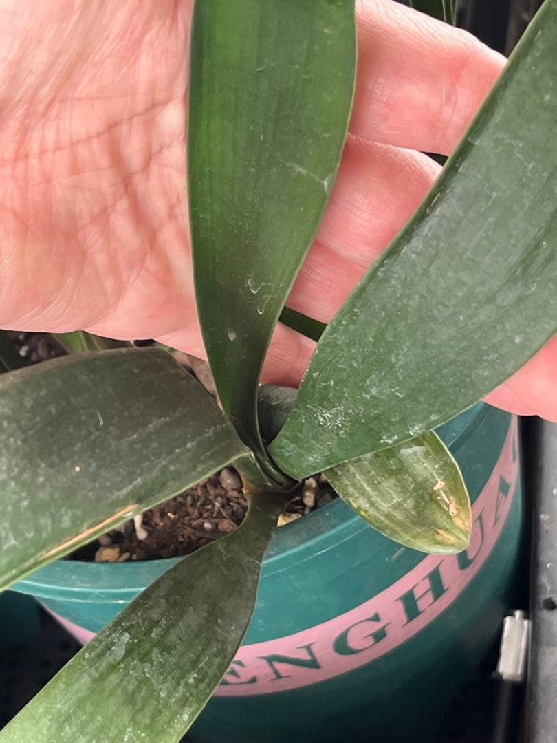 八重咲き君子蘭　実生苗