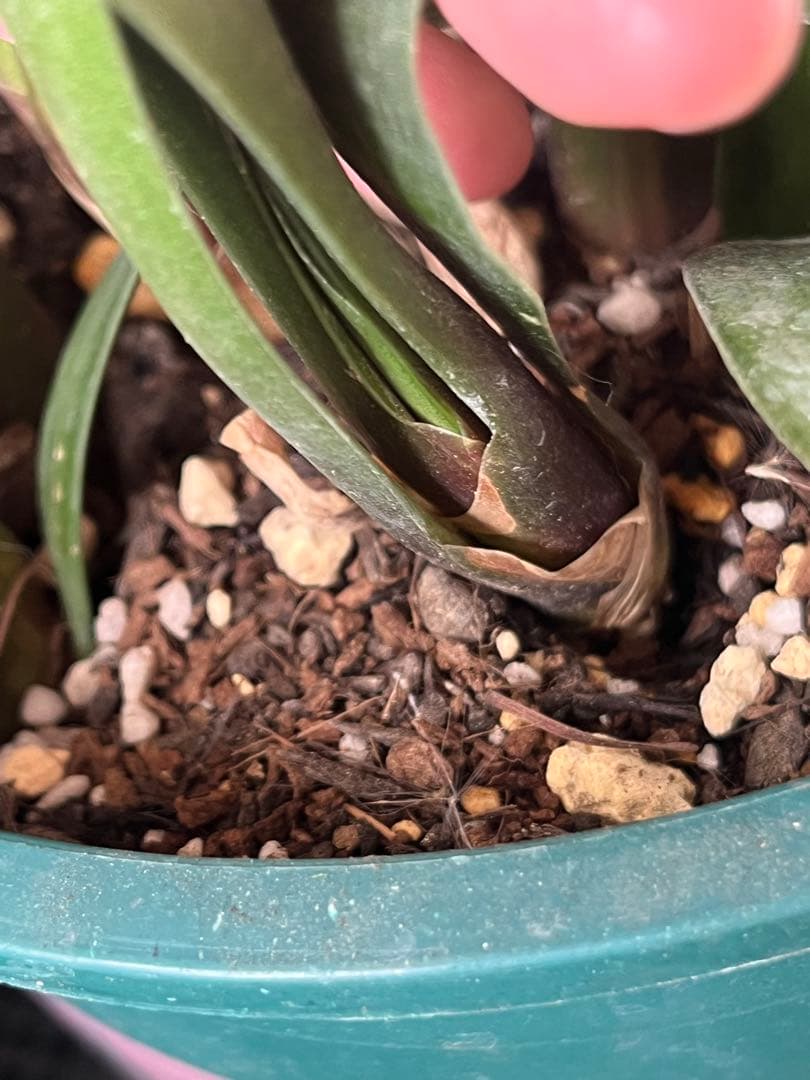 八重咲き君子蘭　実生苗