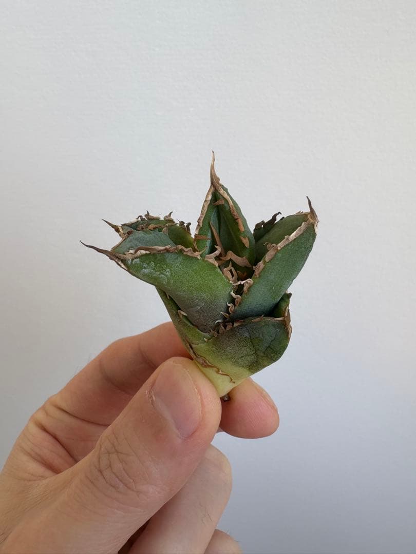 アガベ　チタノタ　清櫻②