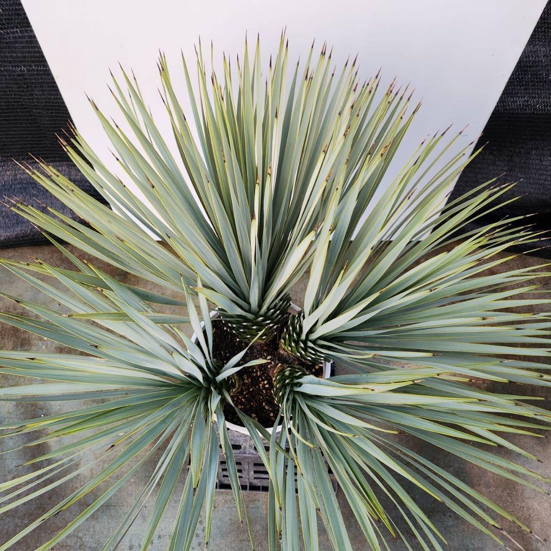 ユッカ　ロストラータ【24-632】4頭株