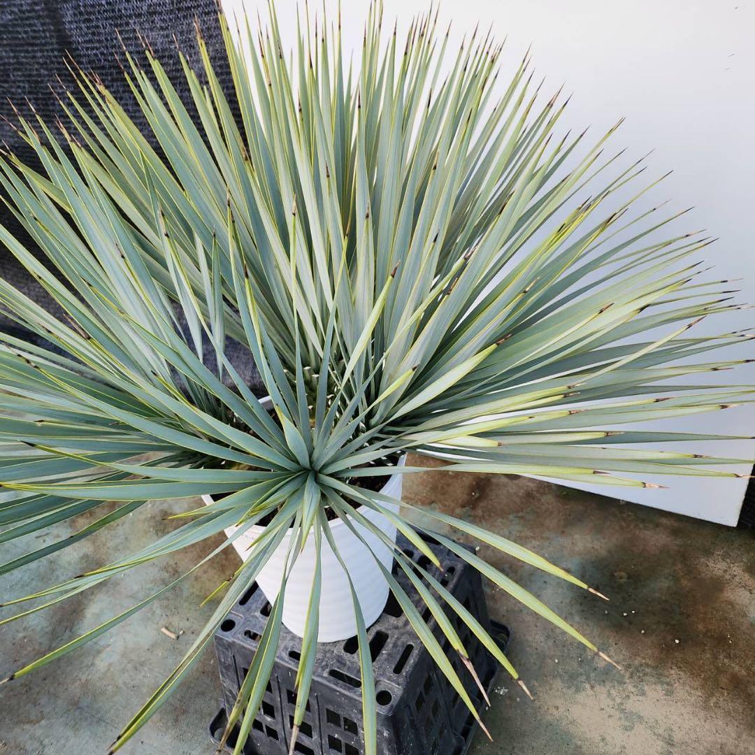 ユッカ　ロストラータ【24-632】4頭株