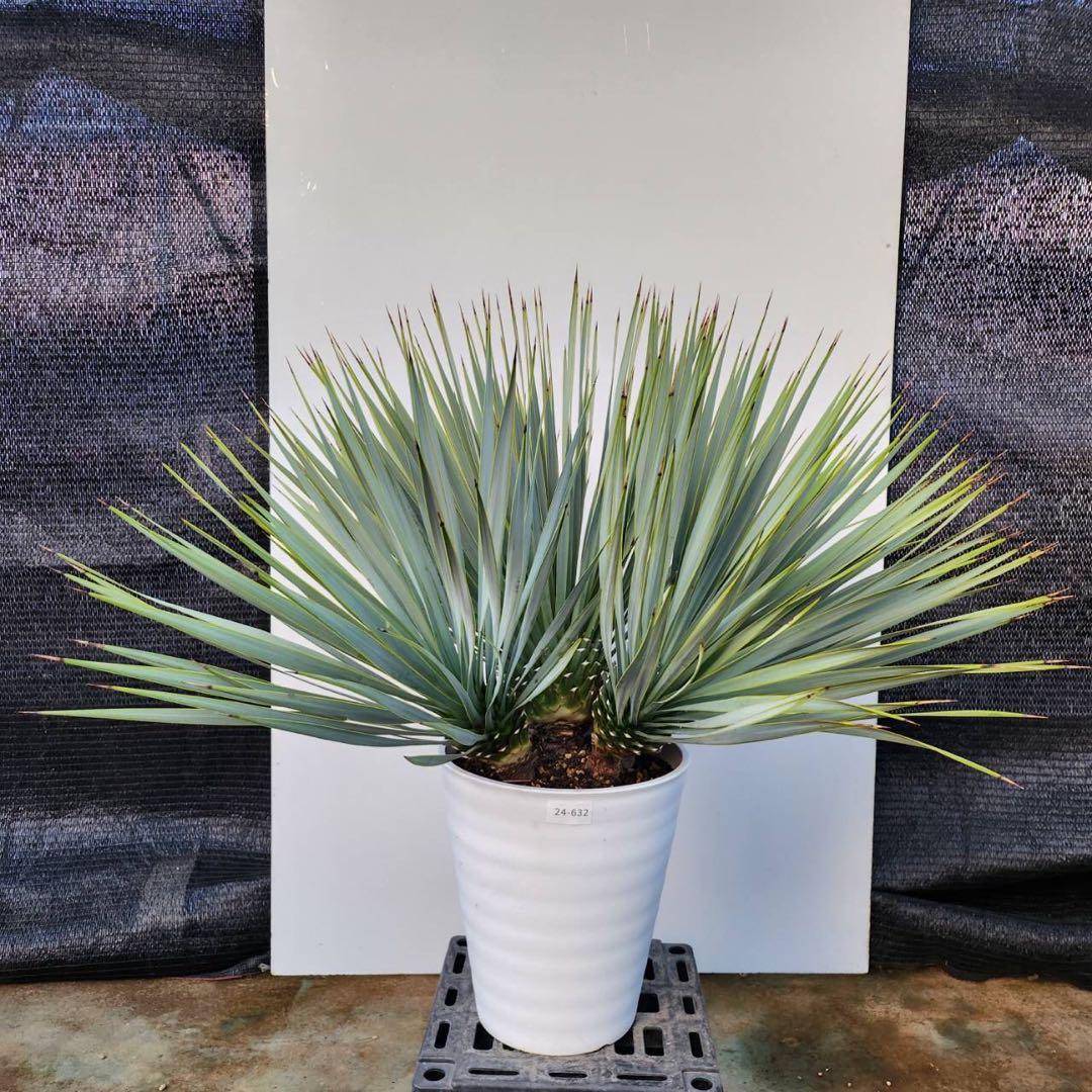 ユッカ　ロストラータ【24-632】4頭株