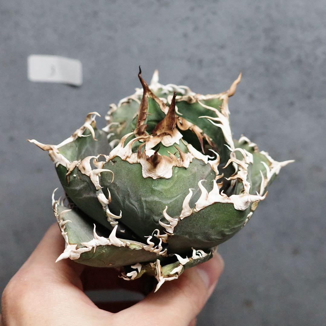 アガベ　チタノタ　オテロイ　金剛　キングコング　極上株　連刺　OC株　3