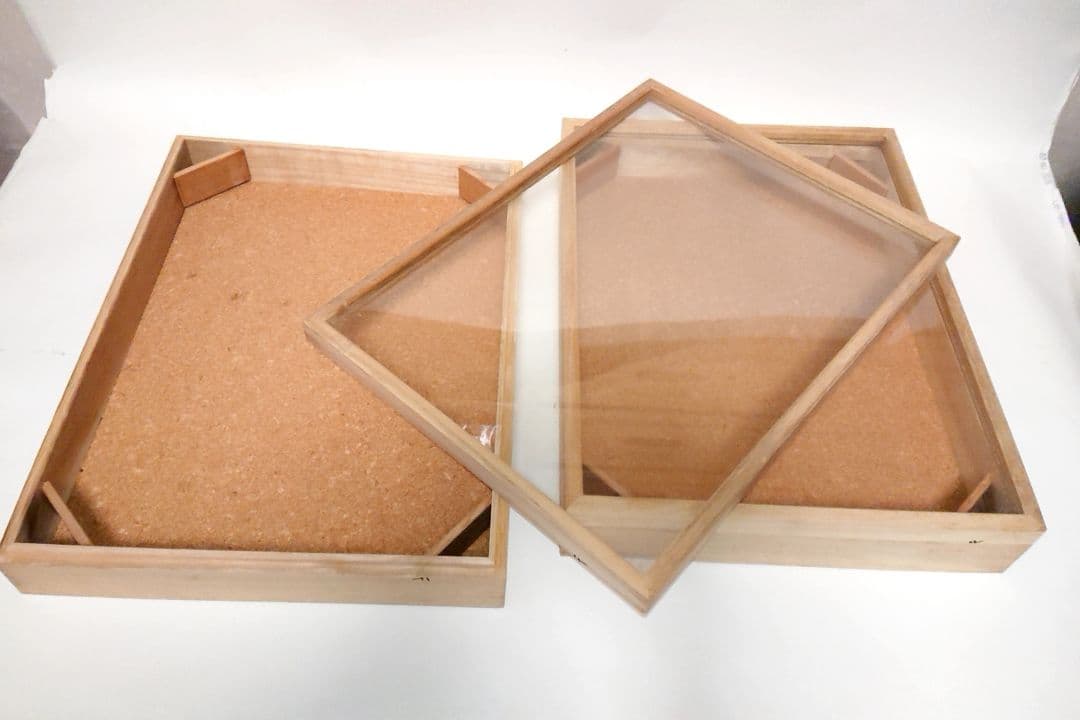 ①大型 標本箱 ドイツ箱 桐箱 展示ケース 観賞用 2個セット■蝶々 昆虫 図鑑