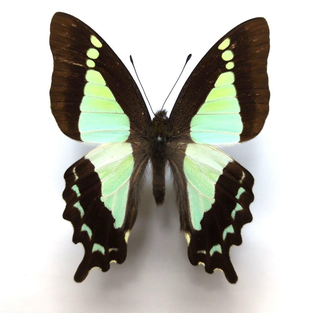 蝶標本　アポタイマイ