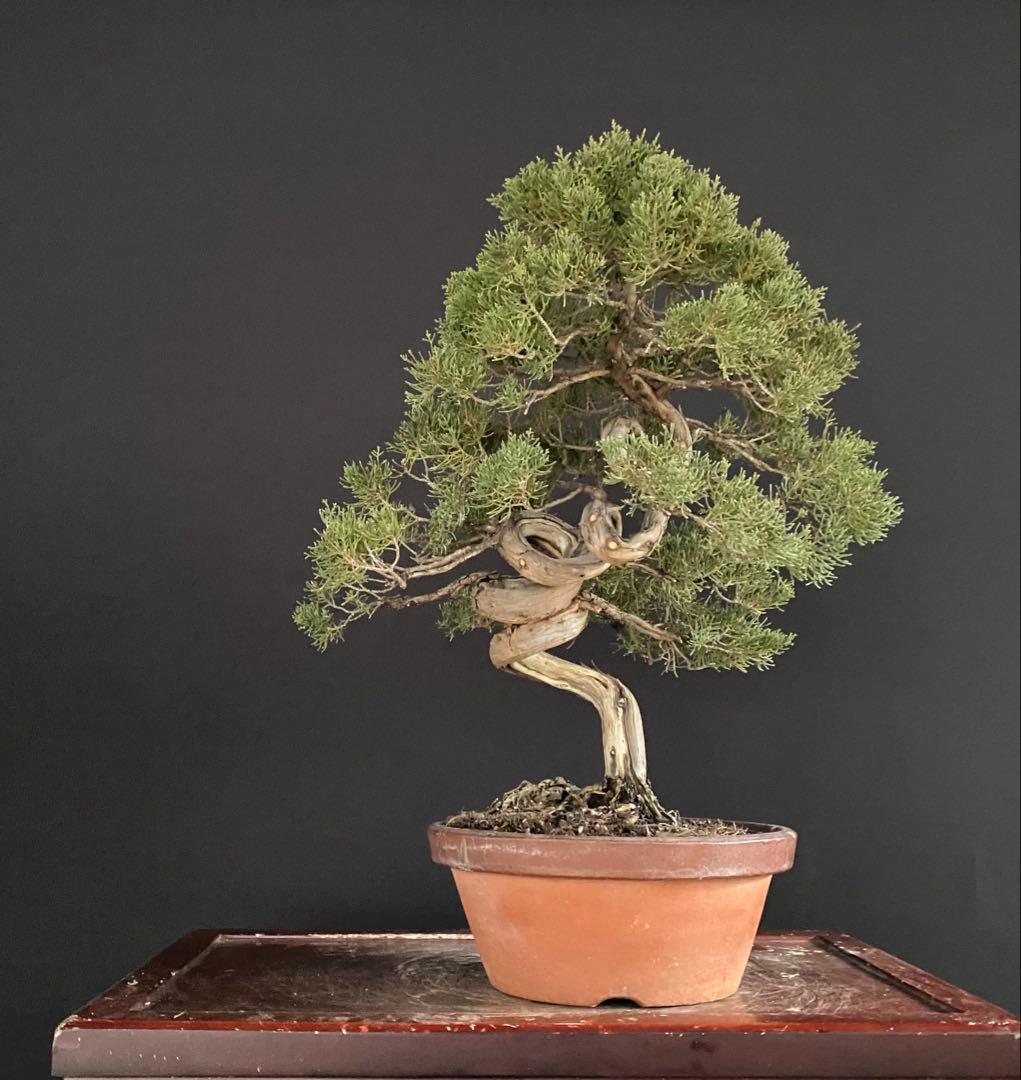 白木盆栽園　真柏　樹高47センチ　盆栽黒松赤松五葉松糸魚川真柏雑木趣味観葉植物