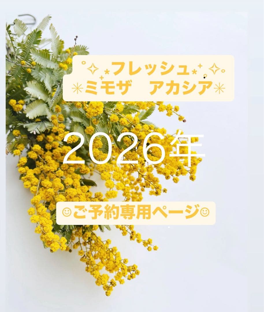 【☺︎2026年予約☺︎】フレッシュ　ミモザ　アカシア 蕾 ドライフラワー 花材