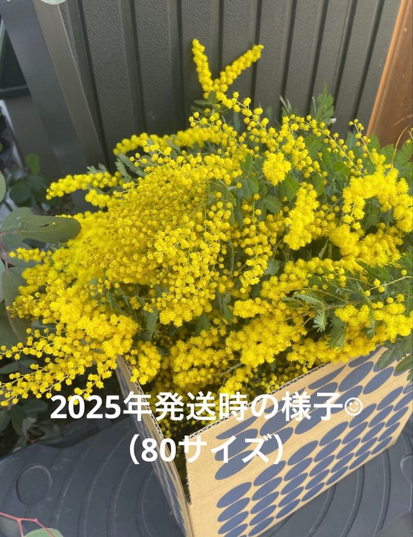 【☺︎2026年予約☺︎】フレッシュ　ミモザ　アカシア 蕾 ドライフラワー 花材