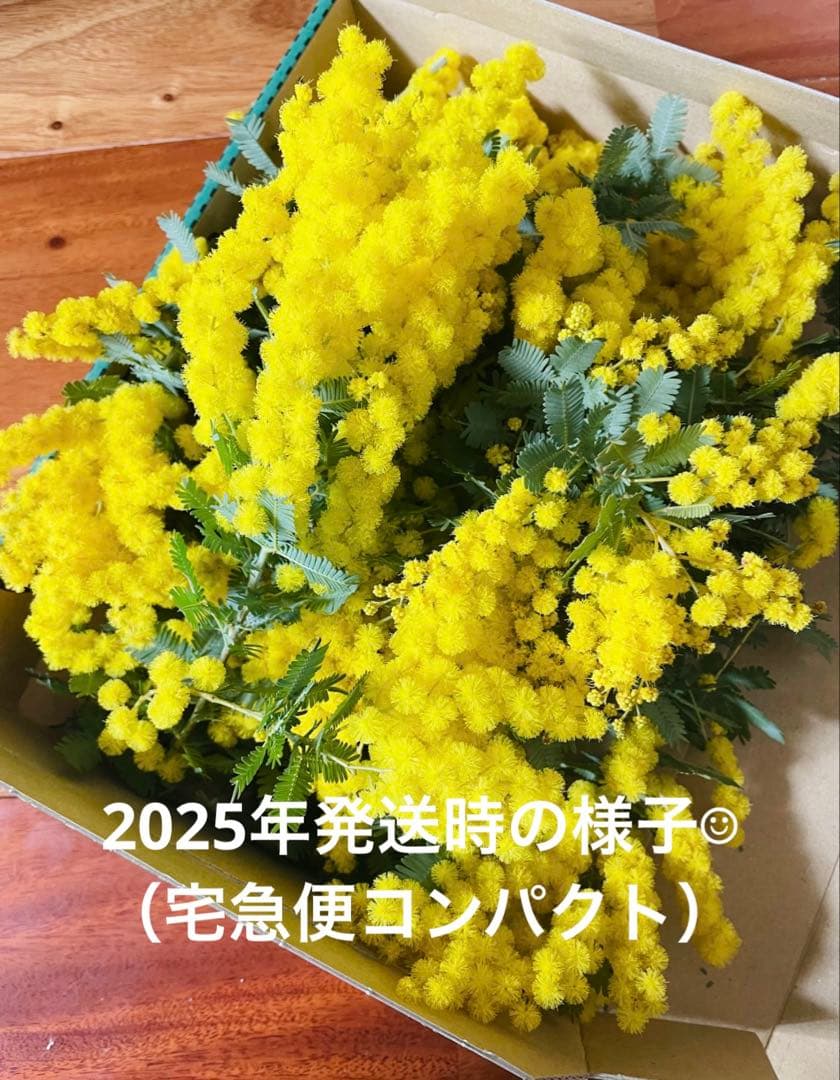 【☺︎2026年予約☺︎】フレッシュ　ミモザ　アカシア 蕾 ドライフラワー 花材
