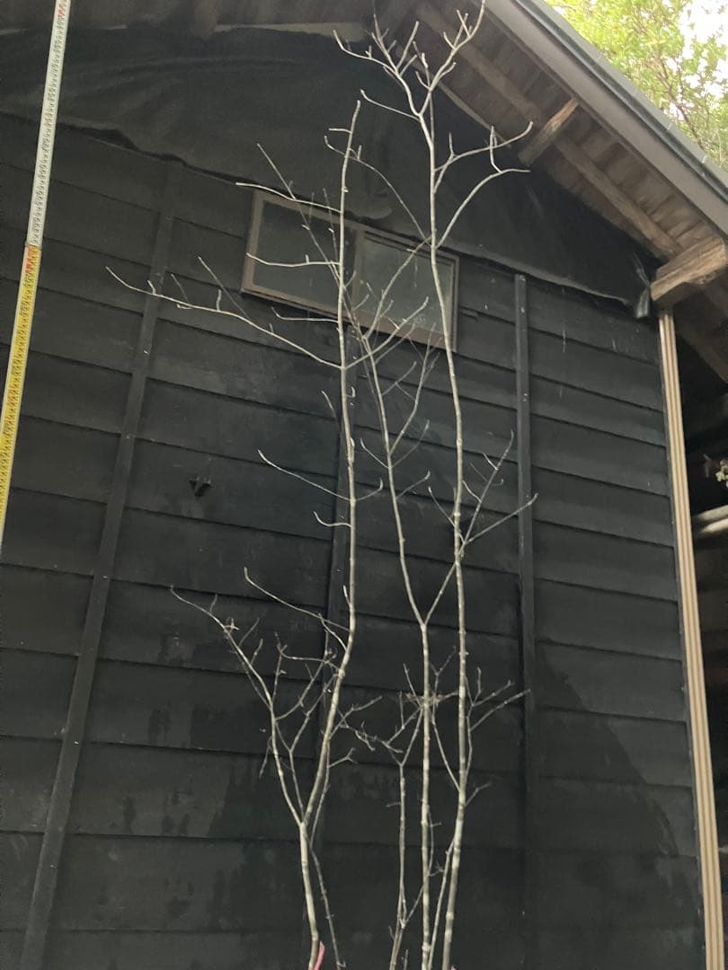 山採り　アオダモ　コバノガマズミ　混合株