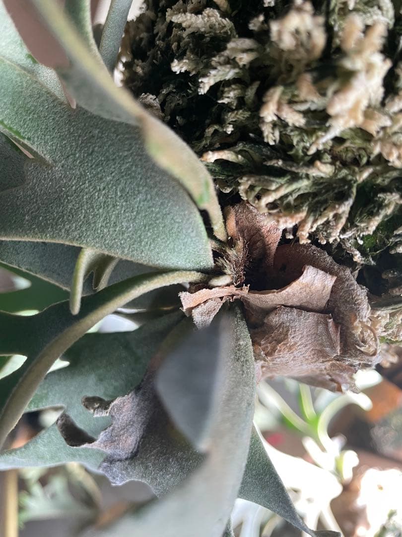 ビカクシダP.willinckii OMG spore