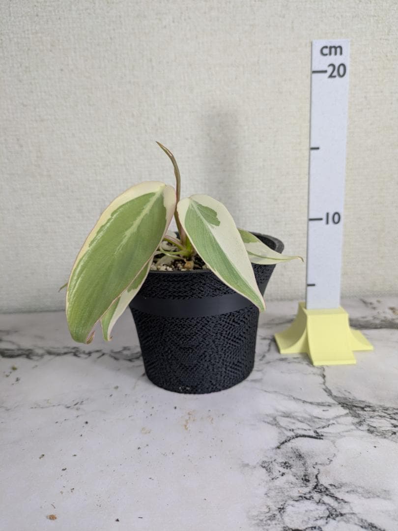 フィロデンドロン　レラノミヤノ　斑入り