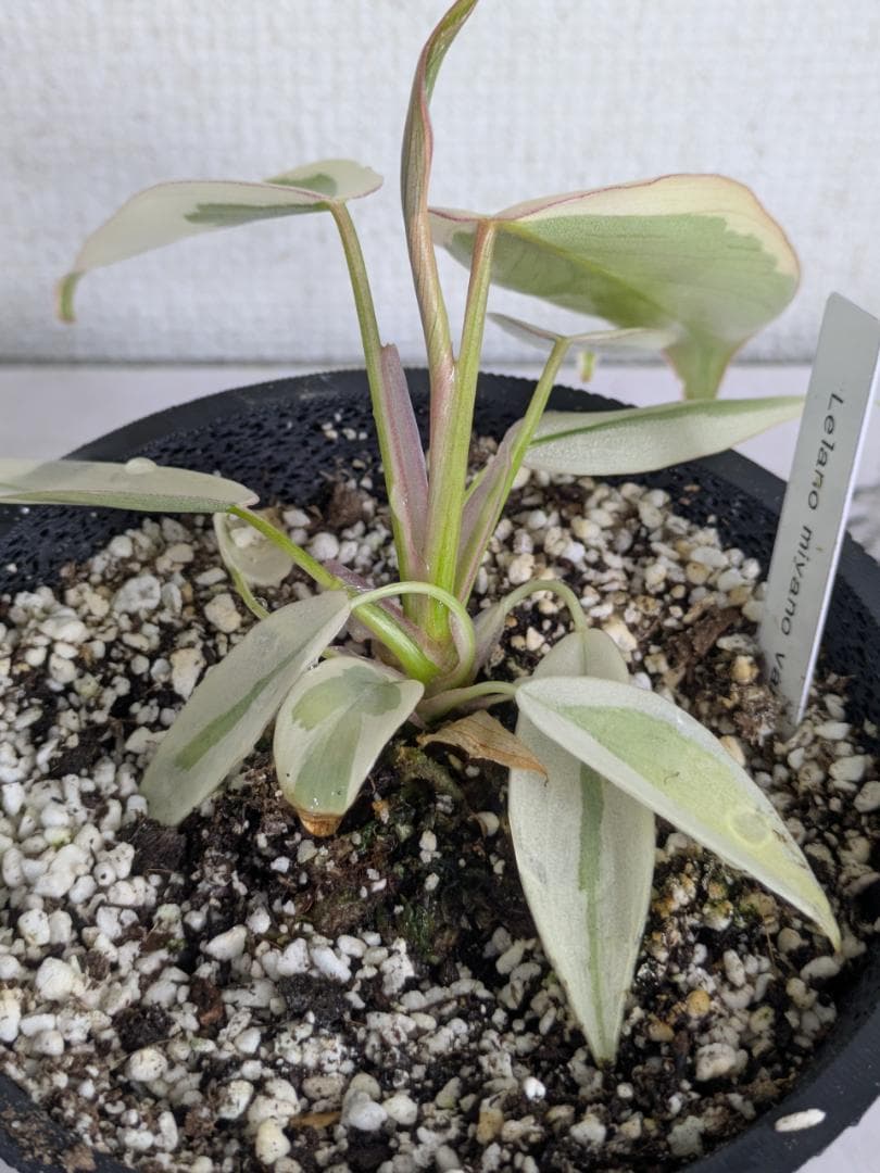 フィロデンドロン　レラノミヤノ　斑入り