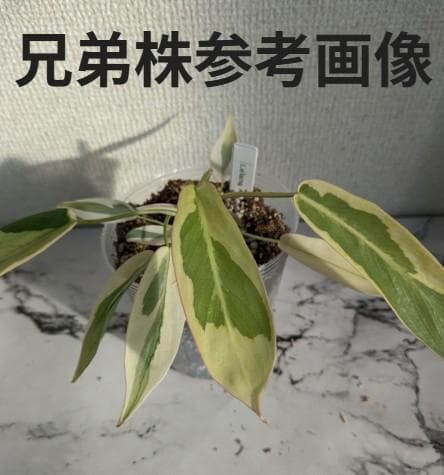 フィロデンドロン　レラノミヤノ　斑入り