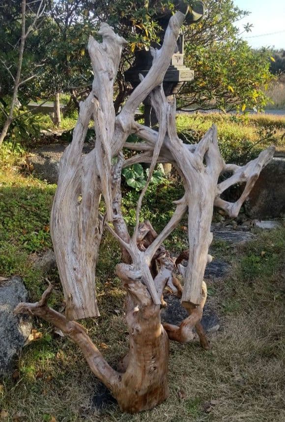 バードアスレチック　流木　インコ　鳥用止まり木