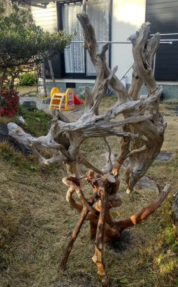 バードアスレチック　流木　インコ　鳥用止まり木