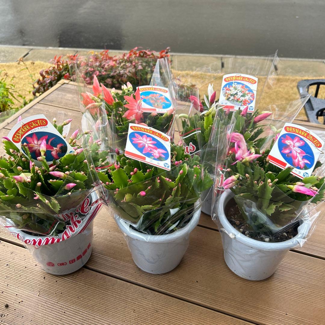 シャコバサボテン苗　シャコバサボテン　デンマークカクタス　5鉢価格　5号鉢