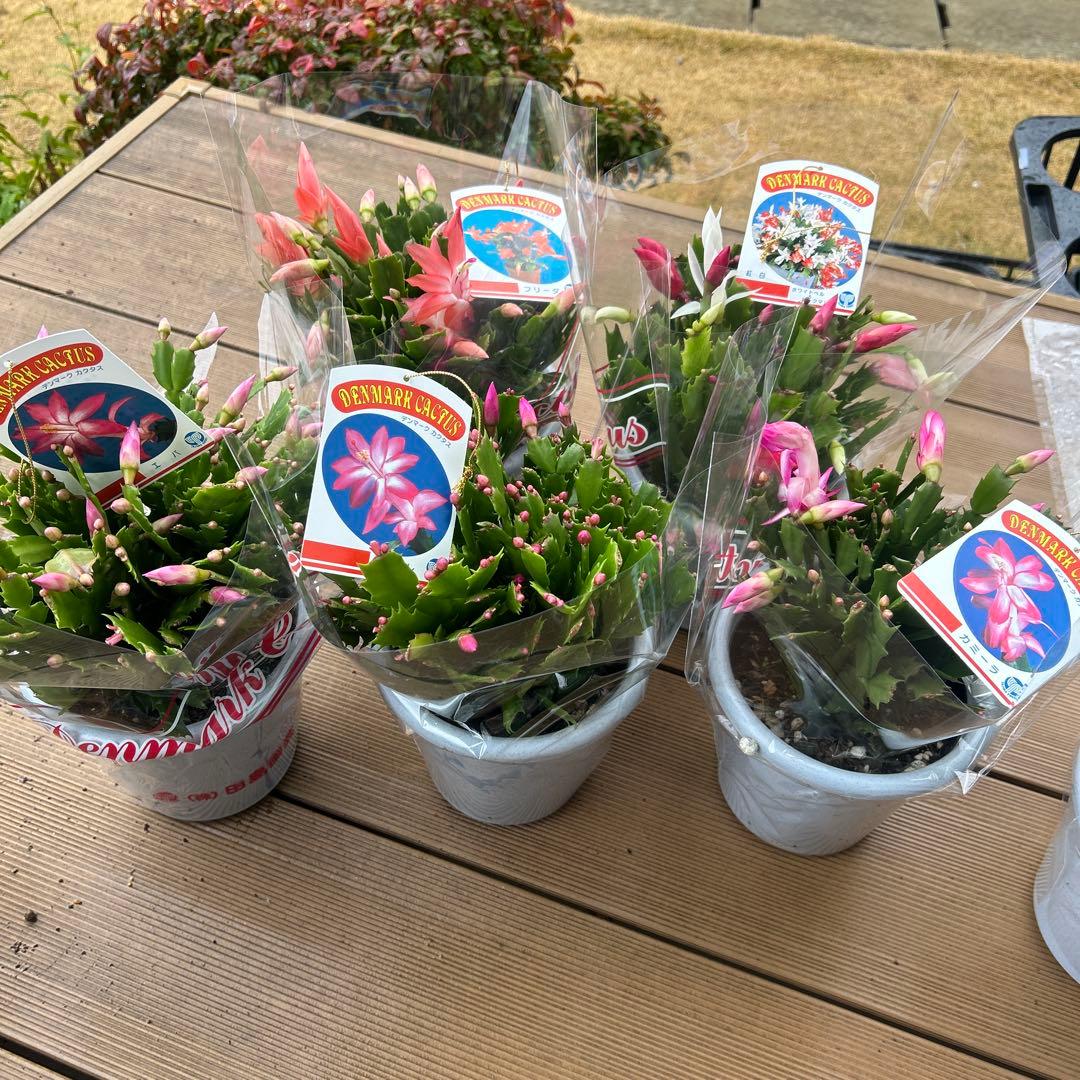 シャコバサボテン苗　シャコバサボテン　デンマークカクタス　5鉢価格　5号鉢