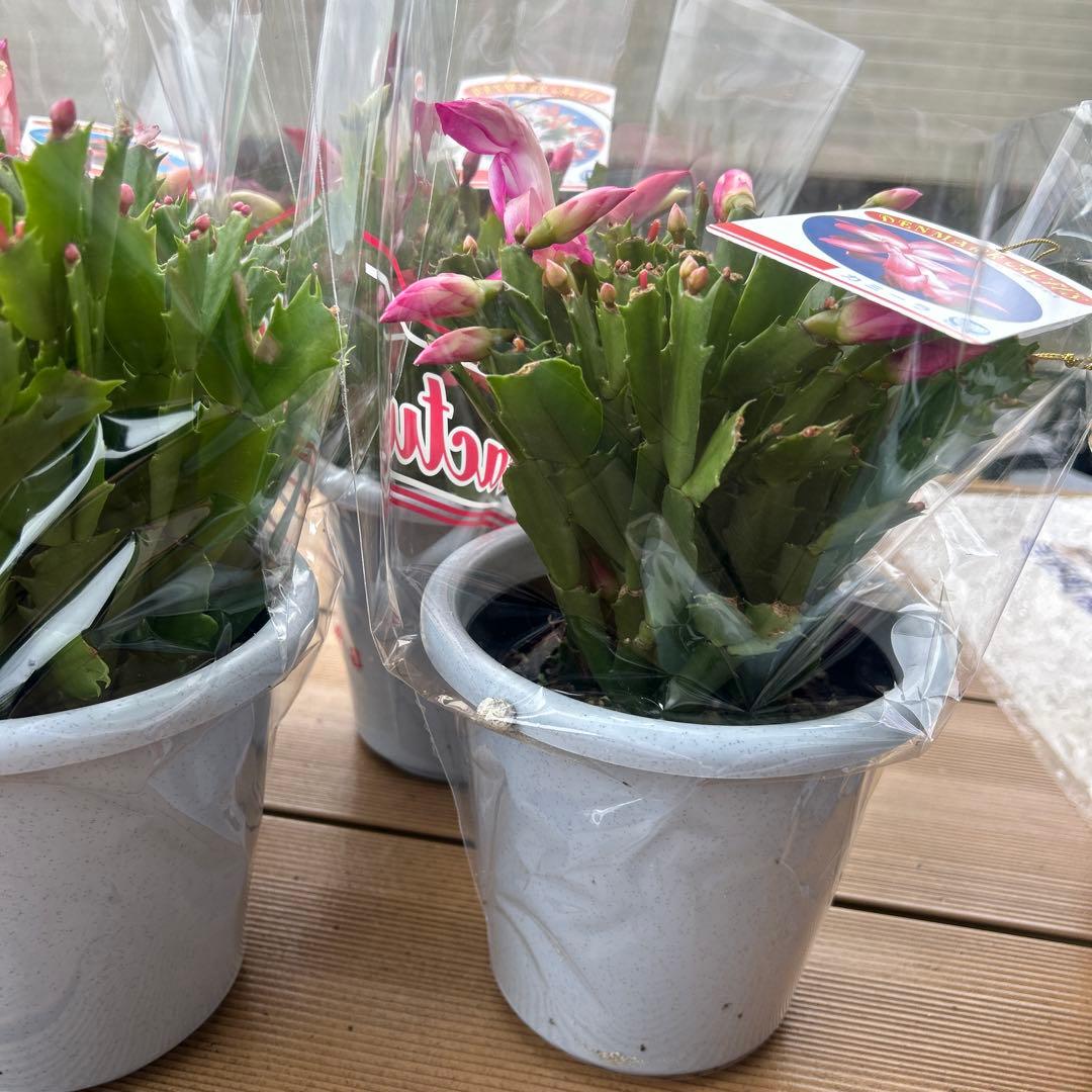 シャコバサボテン苗　シャコバサボテン　デンマークカクタス　5鉢価格　5号鉢