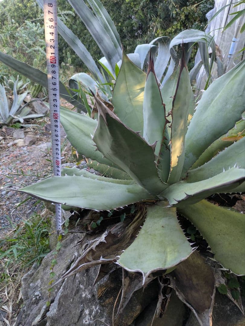 アガベ　オテロイ　大株　送料込み