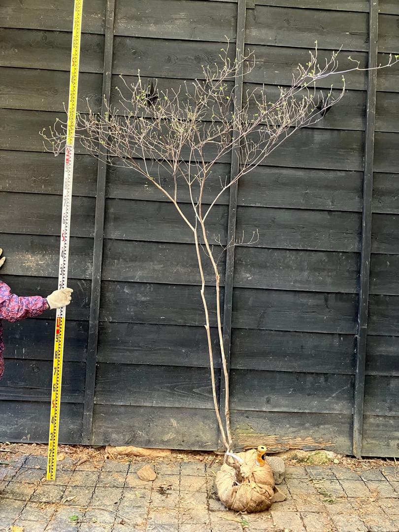 71 山採り　バイカツツジ