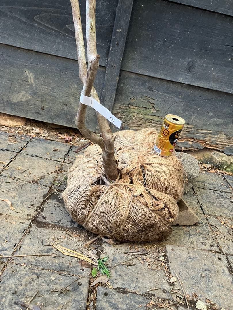 71 山採り　バイカツツジ