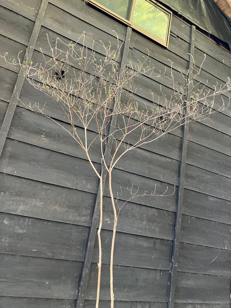 71 山採り　バイカツツジ