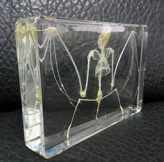 コウモリの骨格標本　アクリル封入