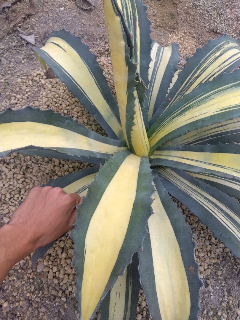 アガベ　アメリカーナ　縞斑　超大株約100センチ❗　②