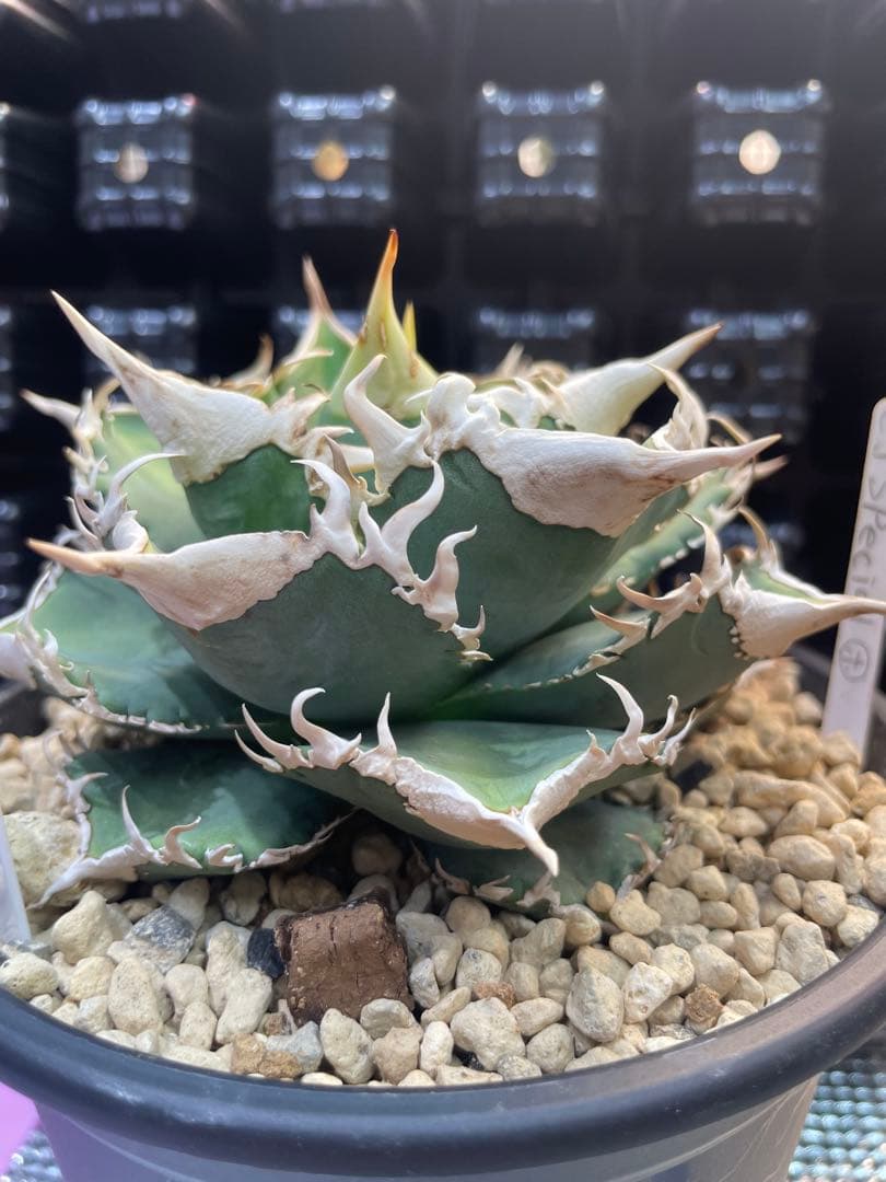 アガベ　チタノタ　ホオジロザメ　大白鯊　CJスペシャル ③