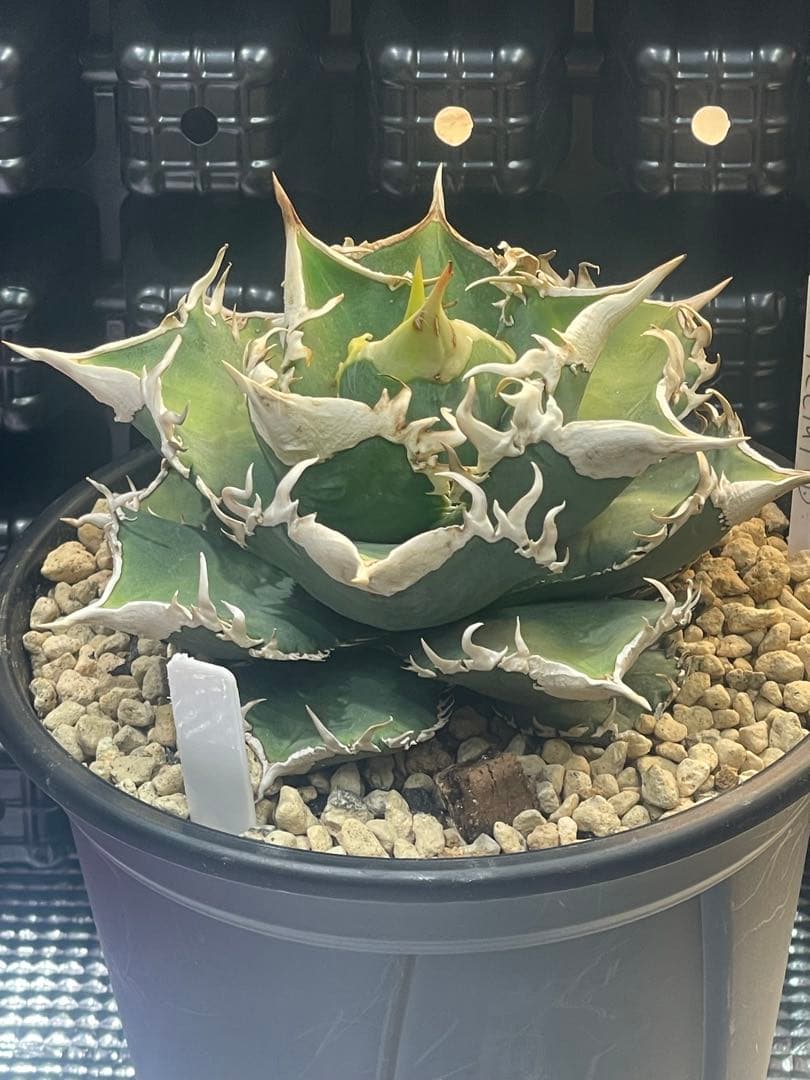 アガベ　チタノタ　ホオジロザメ　大白鯊　CJスペシャル ③