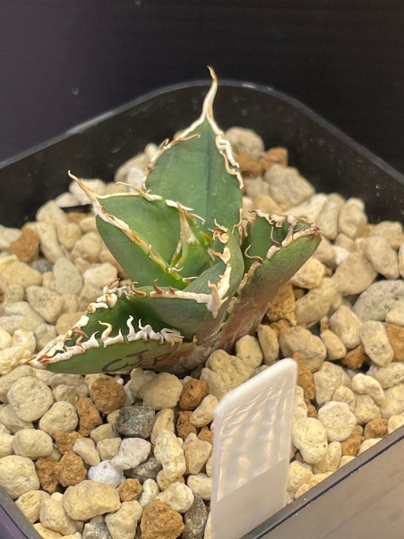 アガベ　チタノタ　ホオジロザメ　大白鯊　CJスペシャル ③