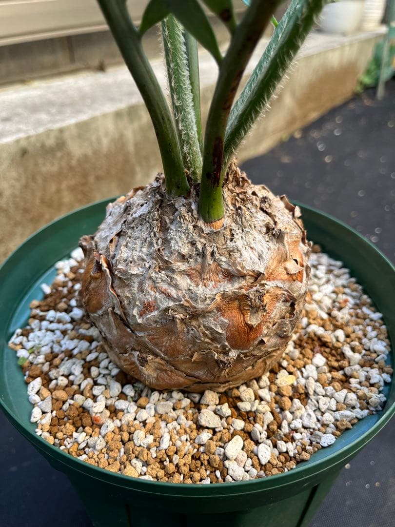 最終価格　エンセファラルトス　プリンセス　塊根植物　登録証付き