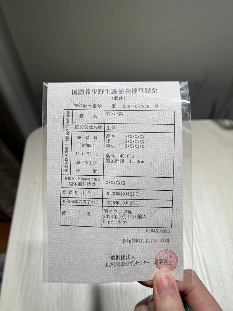 最終価格　エンセファラルトス　プリンセス　塊根植物　登録証付き