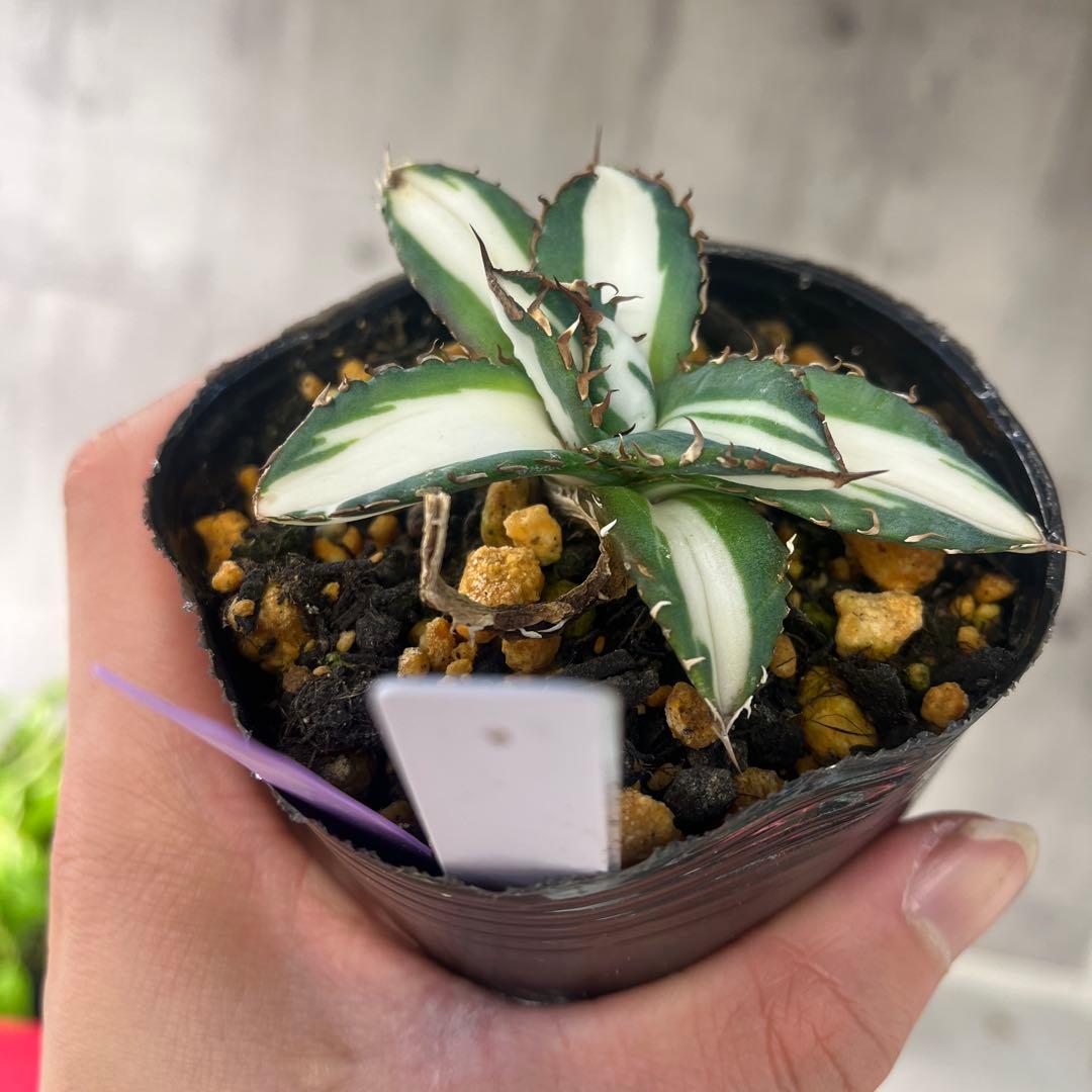 アガベ太陽神白中斑入り抜き苗発送