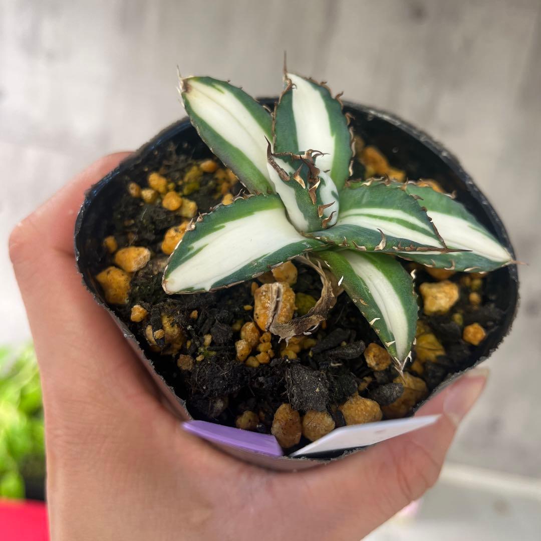 アガベ太陽神白中斑入り抜き苗発送