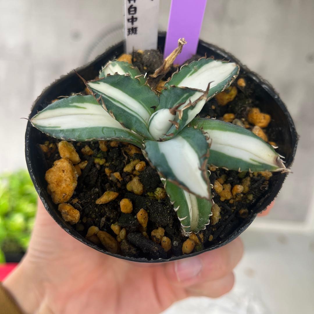 アガベ太陽神白中斑入り抜き苗発送