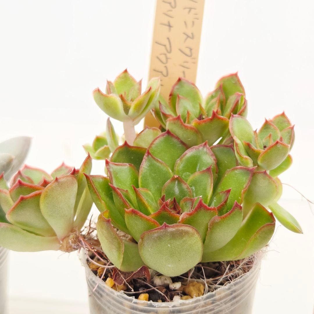 同梱ひまゆき様①大きめ苗 さくらホイップ❣️中里リン❣️エレイン交配❣️発根済