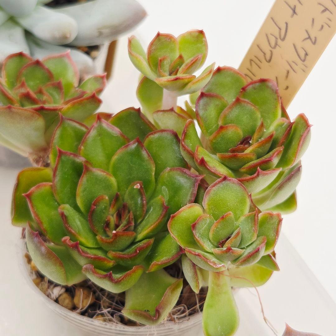 同梱ひまゆき様①大きめ苗 さくらホイップ❣️中里リン❣️エレイン交配❣️発根済