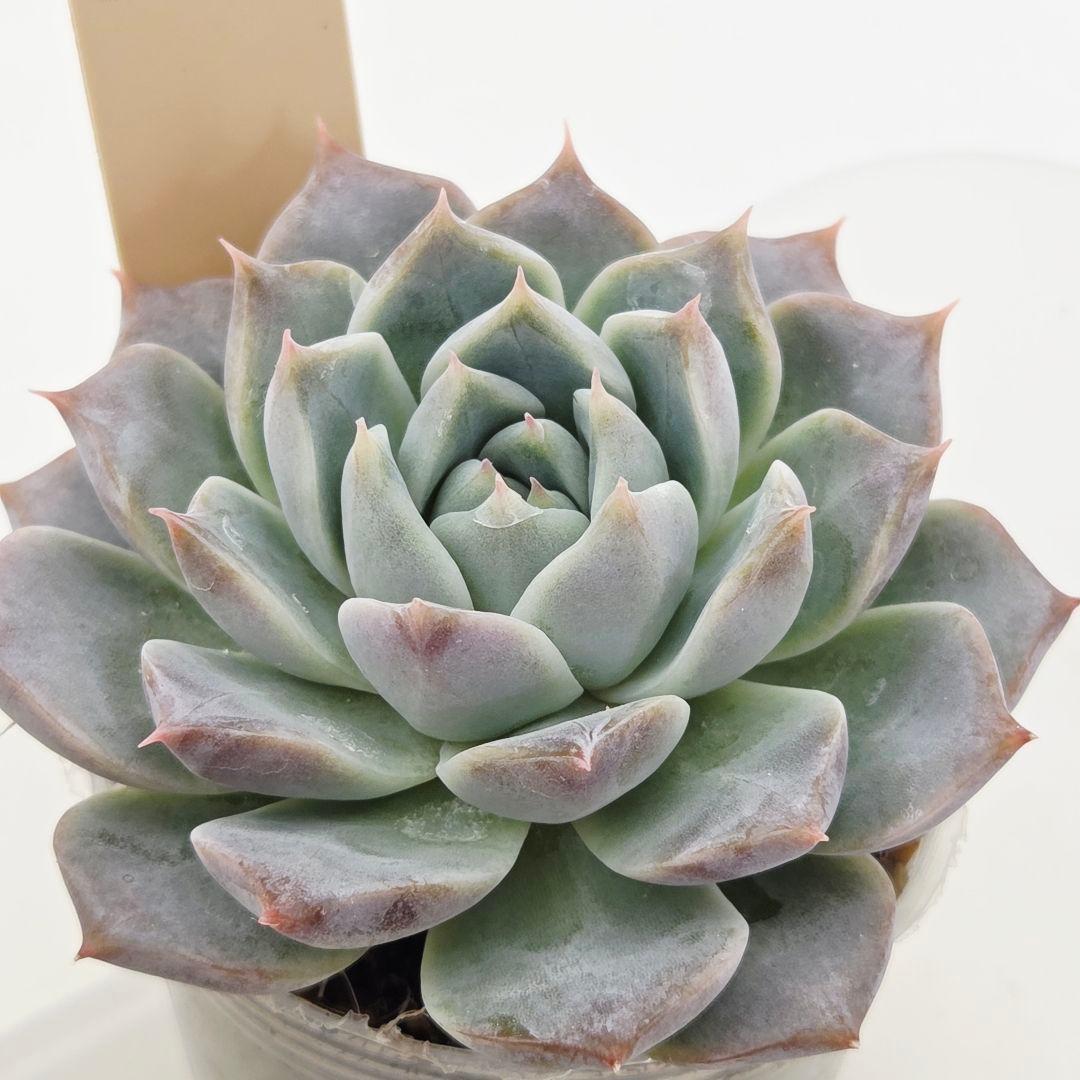 同梱ひまゆき様①大きめ苗 さくらホイップ❣️中里リン❣️エレイン交配❣️発根済