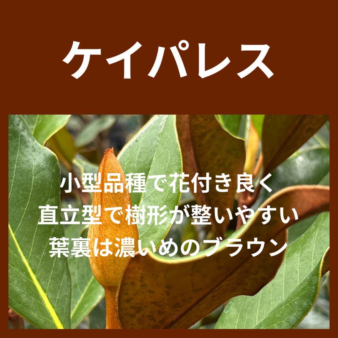 30.ケイパレス マグノリア 泰山木 タイサンボク 苗 苗木 小型品種