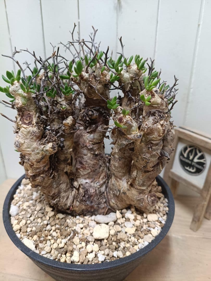 T068 発根済み 大株！！チレコドン レティキュラータス 万物想 現地球