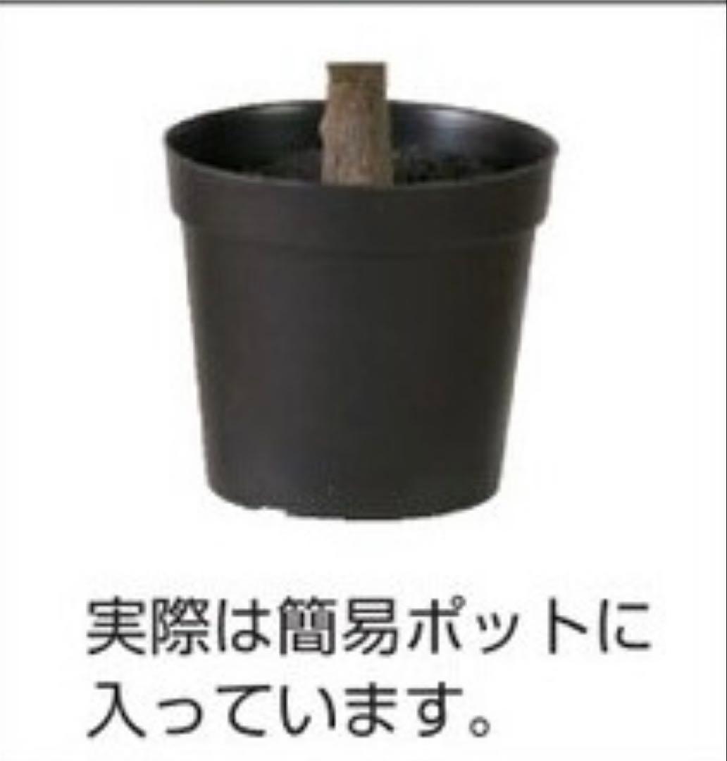 光触媒　人工観葉植物　ウォールグリーン　フェイクグリーン　柱サボテン118