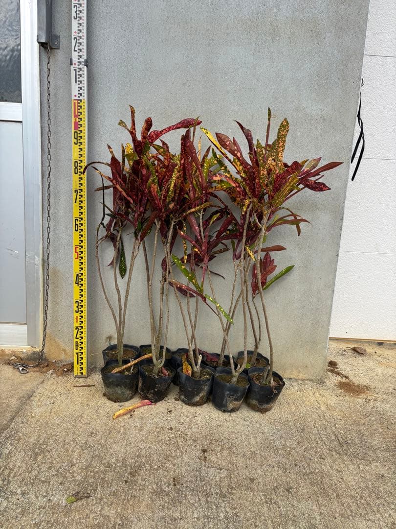 クロトン苗木 10本セット 約70〜90cm