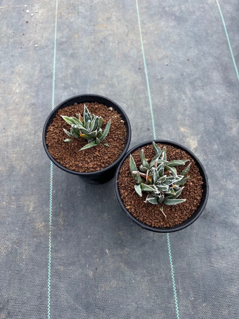 アガベ　笹の雪　萎縮個体　超矮性　姫笹の雪　2鉢を鉢発送致します検　氷山虎斑白虎